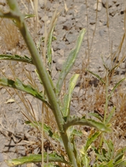 Malesherbia linearifolia