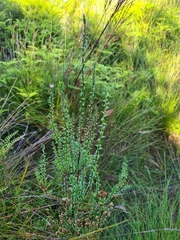 Sprengelia incarnata