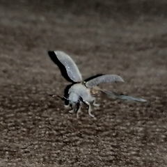 Stegobium paniceum