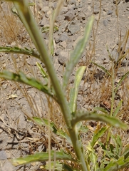 Malesherbia linearifolia