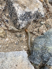 Scolopendra polymorpha