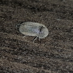 Stegobium paniceum