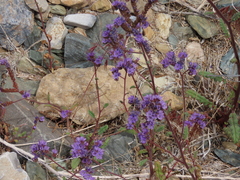 Phacelia crenulata crenulata