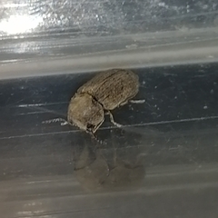 Stegobium paniceum