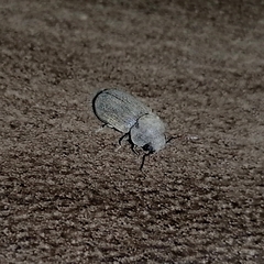 Stegobium paniceum