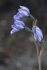 Thelymitra cyanea
