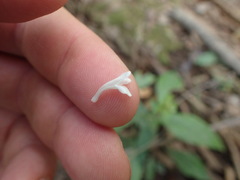 Yeatesia viridiflora