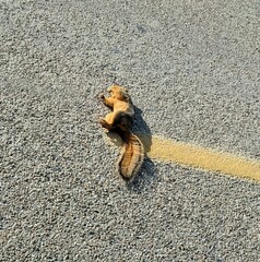 Sciurus niger