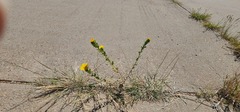 Grindelia ciliata