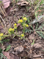 Triptilodiscus pygmaeus