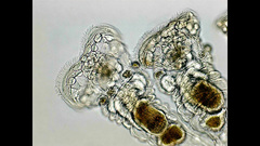 Sinantherina socialis