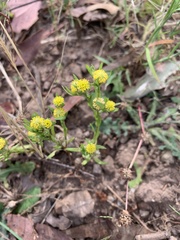 Triptilodiscus pygmaeus