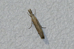 Culladia cuneiferellus
