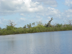Buteogallus