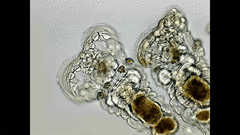 Sinantherina socialis