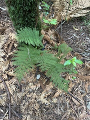 Leptopteris hymenophylloides
