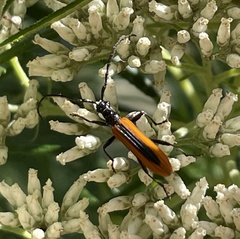 Stenoderus suturalis