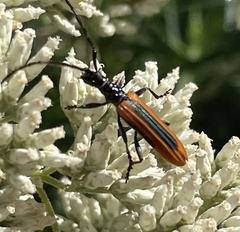 Stenoderus suturalis