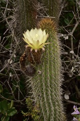 Trichocereus chiloensis litoralis