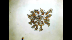 Sinantherina socialis