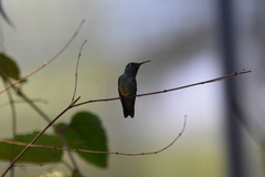 Chrysuronia versicolor