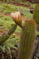 Trichocereus chiloensis litoralis