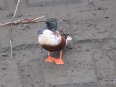 Spatula clypeata