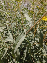 Aldama revoluta