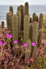 Trichocereus chiloensis litoralis