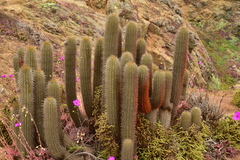 Trichocereus chiloensis litoralis