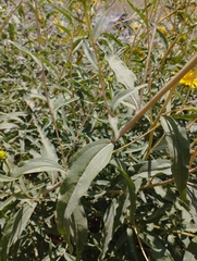 Aldama revoluta