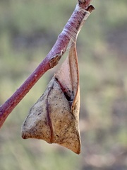 Cymbacha