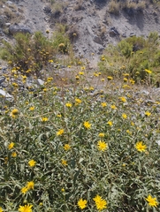 Aldama revoluta