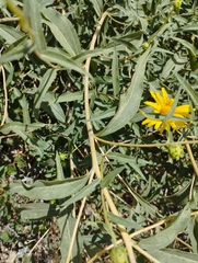 Aldama revoluta