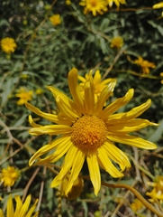 Aldama revoluta