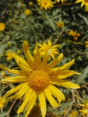 Aldama revoluta