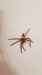 Heteropoda jugulans