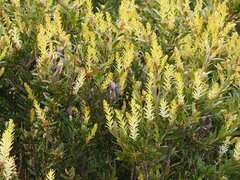 Orites lancifolius