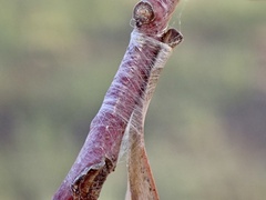 Cymbacha