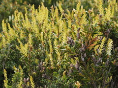 Orites lancifolius