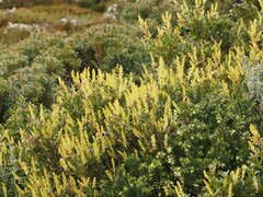 Orites lancifolius