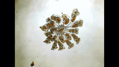 Sinantherina socialis