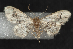 Idaea gemmata