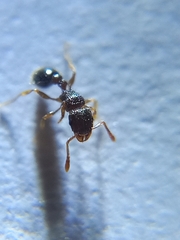 Tetramorium smithi