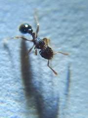 Tetramorium smithi