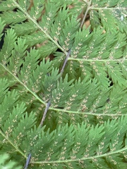 Leptopteris hymenophylloides