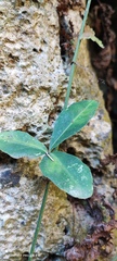 Tetrastigma formosanum