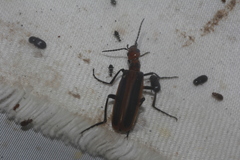 Pyrota tenuicostatis