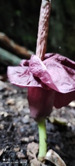 Amorphophallus henryi
