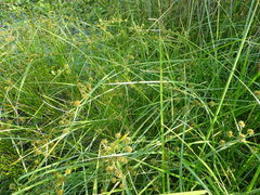Cyperus blepharoleptos
